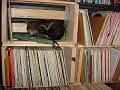 Vinyl cat